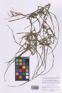 Гулявник лекарственный (L.) Scop., Восточная Европа, Московская область и Москва (E4a) (Россия)