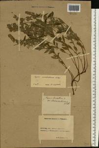 Thymus pannonicus All., Восточная Европа, Ростовская область (E12a) (Россия)