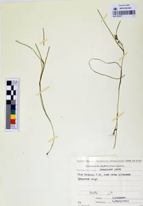 MAG 0003617, Ежеголовник северный  Laest. ex Beurl., Сибирь, Чукотка и Камчатка (S7) (Россия)