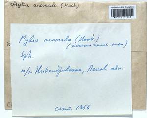 Mylia anomala (Hook.) Gray, Гербарий мохообразных, Мхи - Новгородская и Псковская области (B5) (Россия)