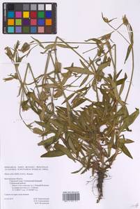 Дрема белая (Mill.) Greuter & Burdet, Восточная Европа, Центральный лесостепной район (E6) (Россия)