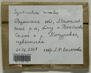 Syntrichia ruralis (Hedw.) F. Weber & D. Mohr, Гербарий мохообразных, Мхи - Центральное Нечерноземье (B6) (Россия)