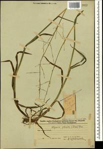 Манник замеченный Chevall., Кавказ, Азербайджан (K6) (Азербайджан)