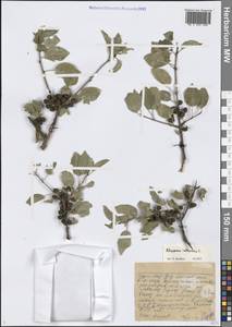 Жестер слабительный, Крушина слабительная L., Средняя Азия и Казахстан, Западный Тянь-Шань и Каратау (M3)