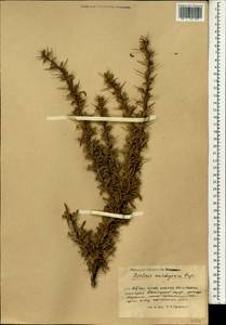 Berberis ulicina Hook. fil. & Thomson, Зарубежная Азия (ASIA) (КНР)