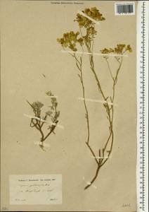 Alyssum peltarioides Boiss., Зарубежная Азия (ASIA) (Турция)