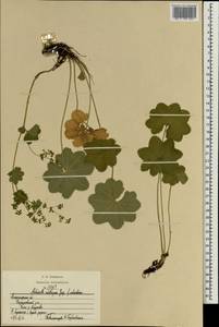 Манжетка щетинистая Juz. ex Majewski, Восточная Европа, Центральный район (E4) (Россия)