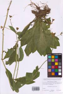 Silene dioica subsp. dioica, Восточная Европа, Московская область и Москва (E4a) (Россия)