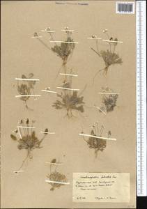 Рогоглавник серповидный (L.) Cramer, Средняя Азия и Казахстан, Каракумы (M6) (Туркмения)