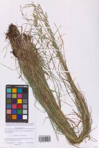 Мятлик болотный L., Восточная Европа, Московская область и Москва (E4a) (Россия)