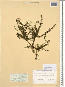 Blitum virgatum subsp. virgatum, Кавказ, Северная Осетия, Ингушетия и Чечня (K1c) (Россия)