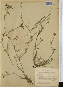 Seseli montanum subsp. tommasinii (Rchb. fil.) Arcang., Западная Европа (EUR) (Хорватия)