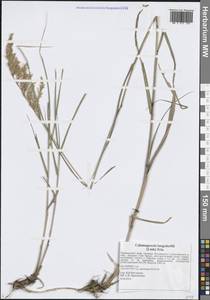 Вейник пурпурный (Trin.) Trin., Сибирь, Дальний Восток (S6) (Россия)