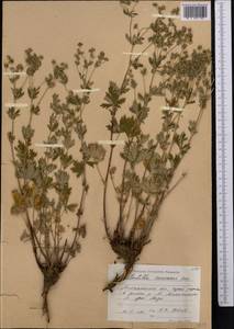 Лапчатка наклоненная Vill., Средняя Азия и Казахстан, Северный и Центральный Тянь-Шань (M4) (Казахстан)