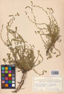 Бассия простертая (L.) Beck, Восточная Европа, Южно-Украинский район (E12) (Украина)