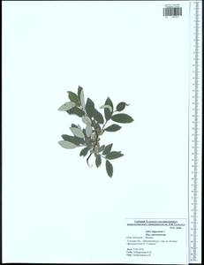 Ива лопарская L., Восточная Европа, Центральный район (E4) (Россия)