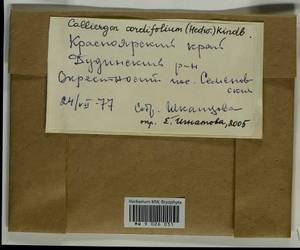 Calliergon cordifolium (Hedw.) Kindb., Гербарий мохообразных, Мхи - Красноярский край, Тыва и Хакасия (B17) (Россия)