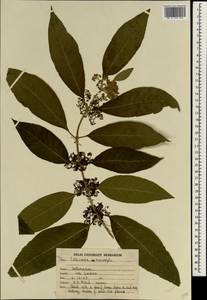 Callicarpa macrophylla Vahl, Зарубежная Азия (ASIA) (Индия)