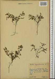 Лядвенец узкий L., Восточная Европа, Северо-Украинский район (E11) (Украина)