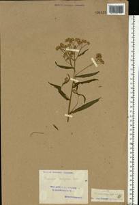 Achillea ptarmica subsp. ptarmica, Восточная Европа, Волжско-Камский район (E7) (Россия)