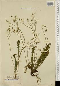 Crepis sancta subsp. sancta, Кавказ, Армения (K5) (Армения)
