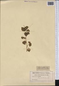 Peperomia pellucida (L.) Kunth, Америка (AMER) (Неизвестно)