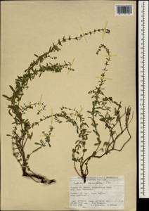 Satureja cuneifolia Ten., Зарубежная Азия (ASIA) (Турция)