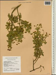 Cistus parviflorus Lam., Зарубежная Азия (ASIA) (Кипр)