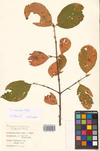 Бересклет сахалинский (F.Schmidt) Maxim., Сибирь, Дальний Восток (S6) (Россия)