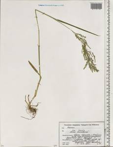 Мятлик обыкновенный L., Восточная Европа, Белоруссия (E3a) (Белоруссия)