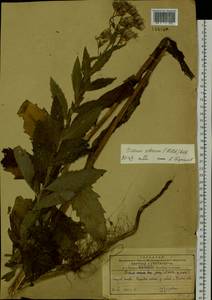 Cirsium arvense var. integrifolium Wimm. & Grab., Сибирь, Дальний Восток (S6) (Россия)
