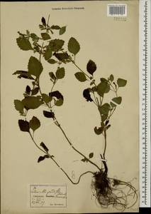 Пахучка крупноцветковая (L.) Kuntze, Кавказ, Грузия (K4) (Грузия)