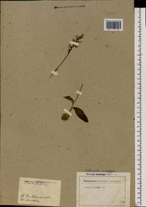 Hemipilia cucullata (L.) Y.Tang, H.Peng & T.Yukawa, Восточная Европа, Московская область и Москва (E4a) (Россия)