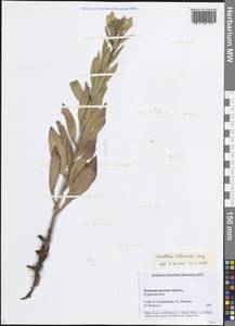 Oenothera × rubricaulis Kleb., Восточная Европа, Северо-Западный район (E2) (Россия)