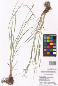 Осока колосистая, Восточная Европа, Центральный район (E4) (Россия)