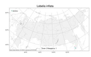 Lobelia inflata L., Атлас флоры России (FLORUS) (Россия)
