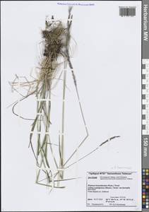 Пырейник длинноколосый (Turcz. ex Steud.) Tzvelev, Сибирь, Центральная Сибирь (S3) (Россия)