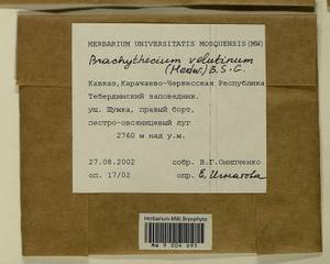 Brachytheciastrum velutinum (Hedw.) Ignatov & Huttunen, Гербарий мохообразных, Мхи - Северный Кавказ и Предкавказье (B12) (Россия)