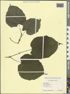 Липа Круаза Chun & H. D. Wong, Кавказ, Азербайджан (K6) (Азербайджан)