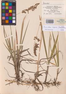 Anthoxanthum repens (Host) Veldkamp, Восточная Европа, Центральный лесостепной район (E6) (Россия)