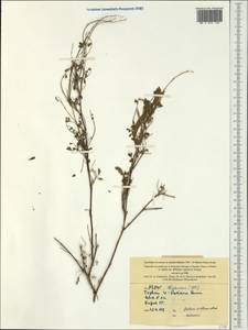 Tephrosia purpurea subsp. purpurea, Австралия и Океания (AUSTR) (Новая Каледония)