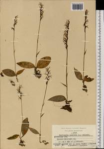 Hemipilia cucullata (L.) Y.Tang, H.Peng & T.Yukawa, Восточная Европа, Московская область и Москва (E4a) (Россия)