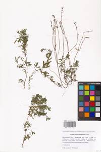 Thymus pannonicus All., Восточная Европа, Московская область и Москва (E4a) (Россия)