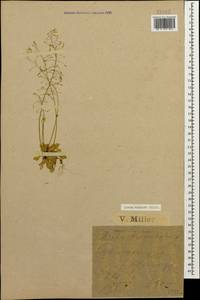 Крупка щетинистая Willd., Кавказ, Краснодарский край и Адыгея (K1a) (Россия)