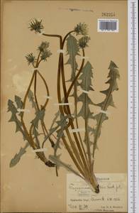 Taraxacum praestans H. Lindb., Западная Европа (EUR) (Швеция)