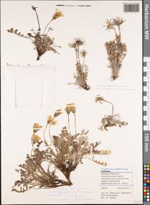 Скерда Вильденова Czerep., Кавказ, Ставропольский край, Карачаево-Черкесия, Кабардино-Балкария (K1b) (Россия)