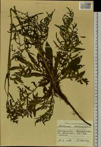 Centaurea scabiosa subsp. scabiosa, Сибирь, Дальний Восток (S6) (Россия)