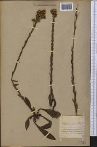 Carphephorus paniculatus, Америка (AMER) (США)