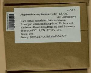 Plagiomnium cuspidatum (Hedw.) T.J. Kop., Гербарий мохообразных, Мхи - Дальний Восток (без Чукотки и Камчатки) (B20) (Россия)