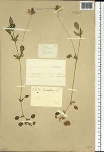 Фиалка трехцветная, Анютины глазки L., Сибирь, Алтай и Саяны (S2) (Россия)